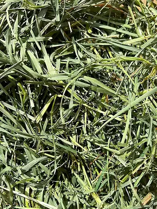 Hay Blends Timothy & Orchard Grass Small Animal Food 18 oz