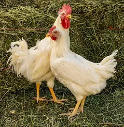 Rainbow Egger Chick