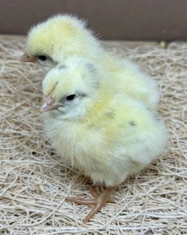 Rainbow Egger Chick