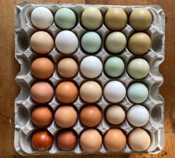 Rainbow Egger Chick