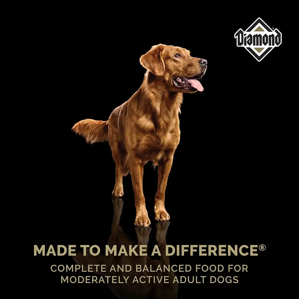 Maintenance Adult Dry Dog Food 40 lb