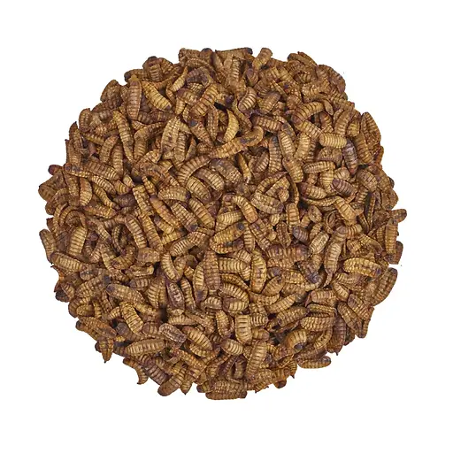 Grubs Poultry Treats for Chickens, Ducks & Pets 3.5 lb