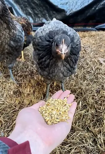 Organic Grower Mash Chicken & Duck Feed 40 lb