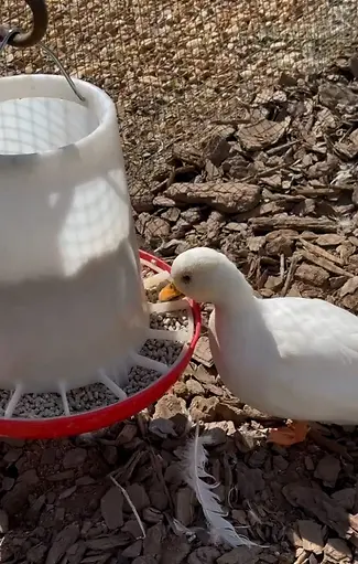 Organic Layer Pellets 16% Chicken & Duck Feed 35 lb