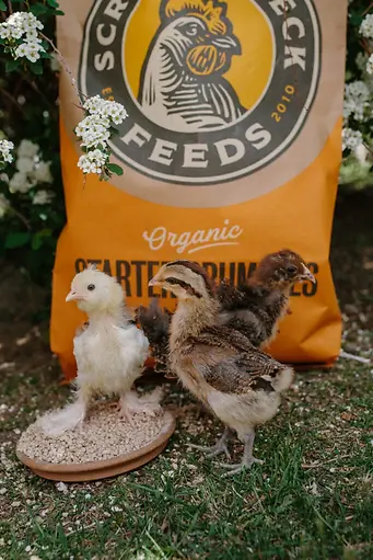 Organic Starter Crumbles Chicken & Duck Feed 35 lb