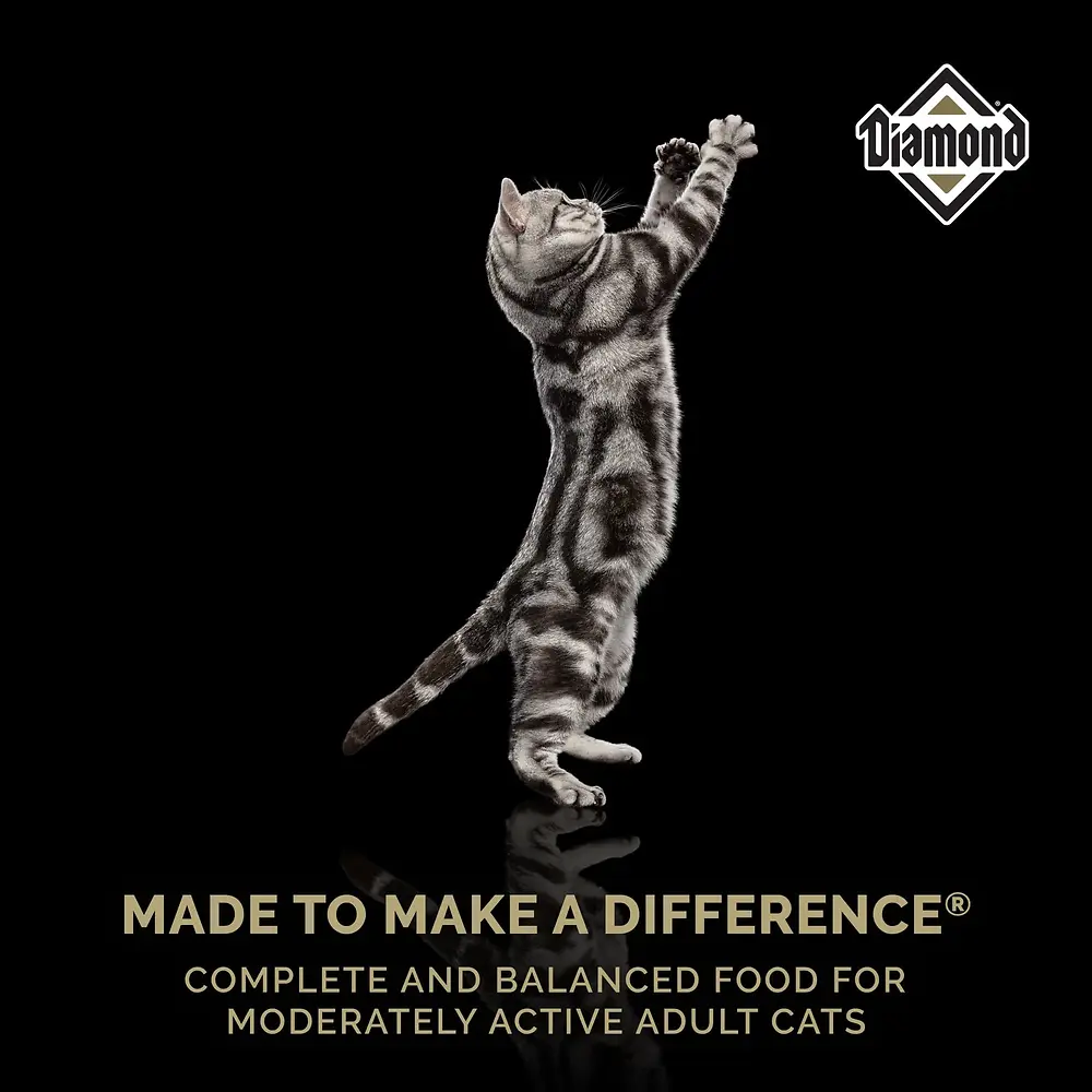 Maintenance Cat Food for Moderately Active Adult Cats 20 lb