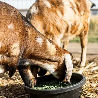 Grazlee Alfalfa Power Pellets for Goats 40 lb