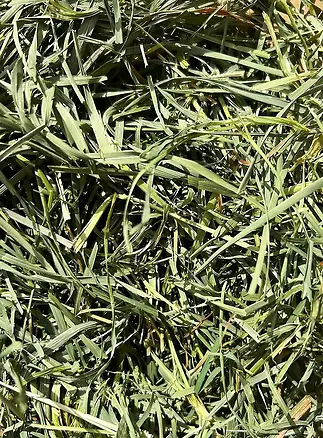 Orchard Grass Hay Premium Small Animal Food 48 oz