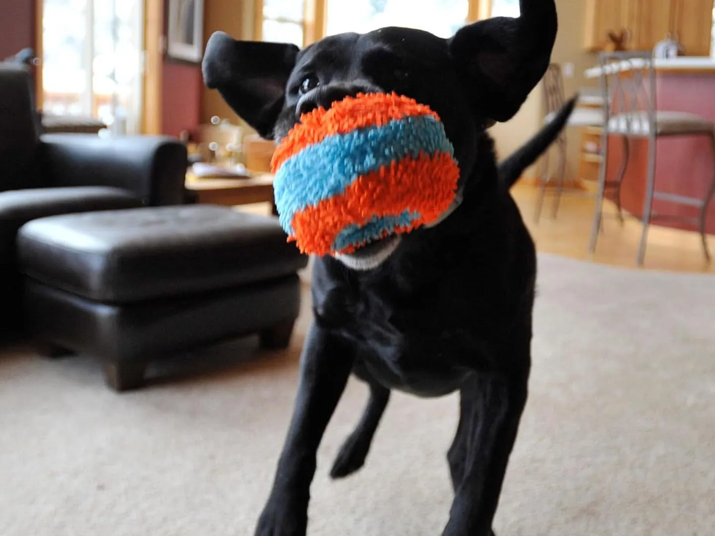 Chuckit Indoor Roller Dog Toy