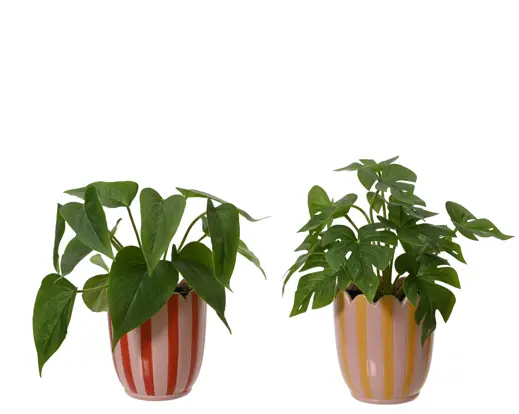 Artificial Monstera Plant in Pot – Assorted Colours