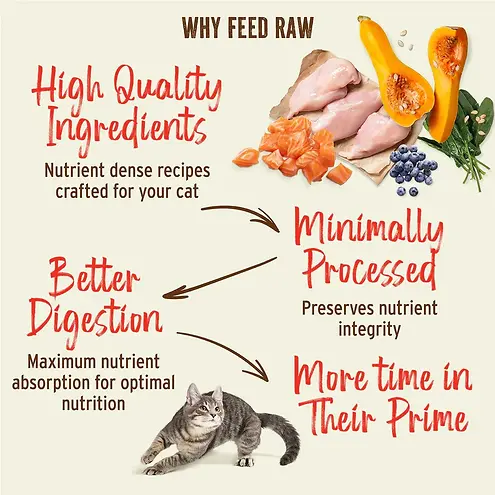 Kibble in the Raw Chicken Recipe Dry Cat Food 1.5 lb