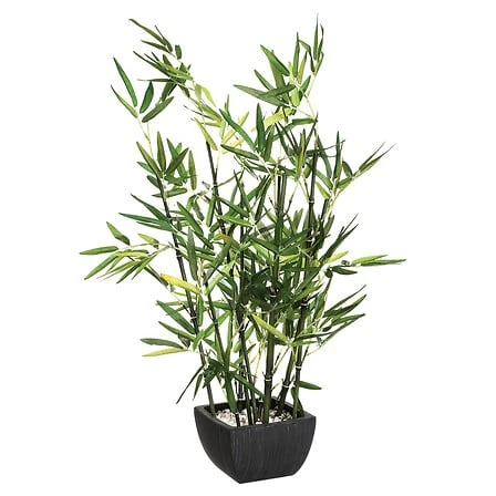 Bamboo Plant with Pot - 70 Centimeter