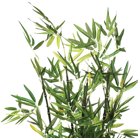 Bamboo Plant with Pot - 70 Centimeter