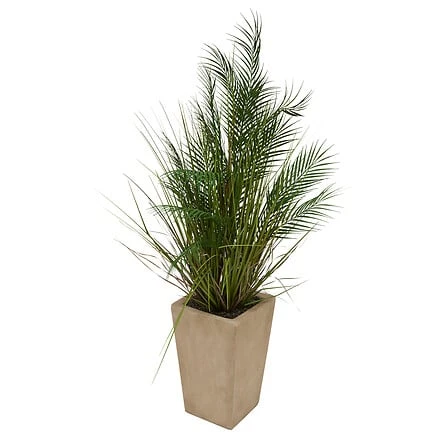 Palm Tree Wonj with Beige Ceramic Pot - Height 142 Centimeter