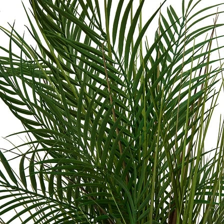 Palm Tree Wonj with Beige Ceramic Pot - Height 142 Centimeter