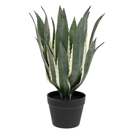 Exotic Panama American Agave with Plastic Pot - Height 55 Centimeter