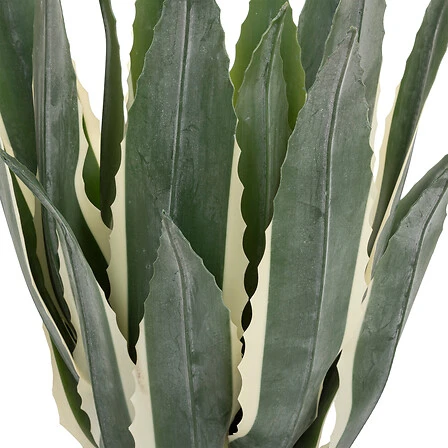 Exotic Panama American Agave with Plastic Pot - Height 55 Centimeter