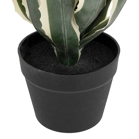 Exotic Panama American Agave with Plastic Pot - Height 55 Centimeter