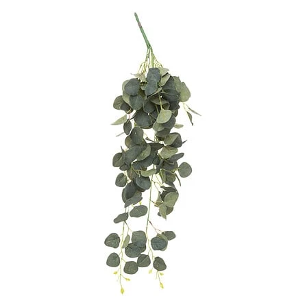 Eucalyptus Trailing Plant Stem - Height 80 Centimeter