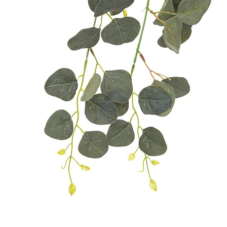 Eucalyptus Trailing Plant Stem - Height 80 Centimeter