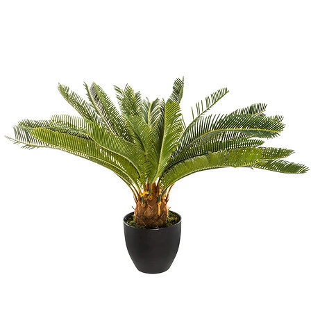 Pineapple Plant with Pot - Height 72 Centimeter