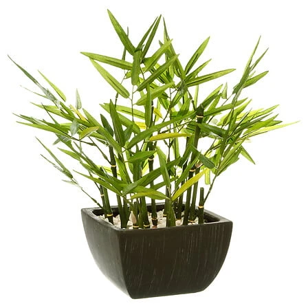 Bamboo with Pot - Height 35 Centimeter