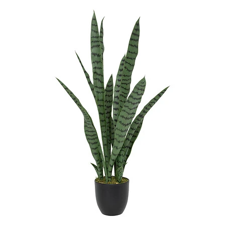 Sansevieria Toby with Plastic Pot - Height 90 Centimeter