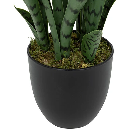 Sansevieria Toby with Plastic Pot - Height 90 Centimeter