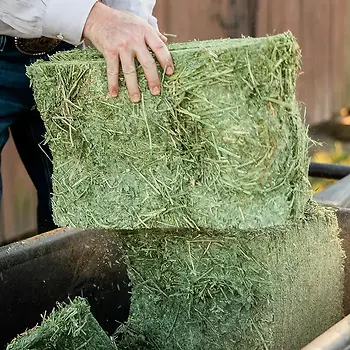 Premium Western Forage Certified Timothy Grass Compressed Bale 50 lb