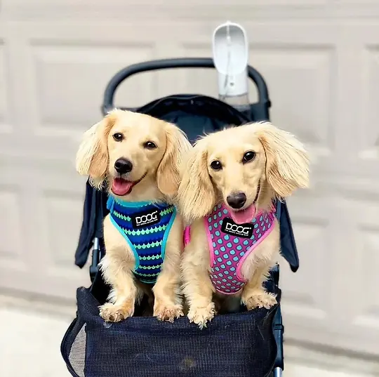 Neoflex Soft Dog Harness 'Luna' Small