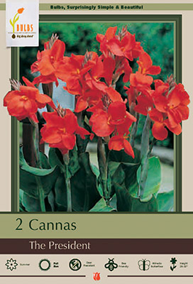 Canna Lily Bulbs - The President