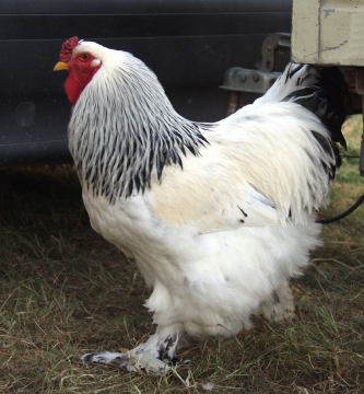 Dark Brahma Chickens - Baby Chicks for Sale, Cackle Hatchery®