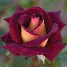 ROSE DARK NIGHT