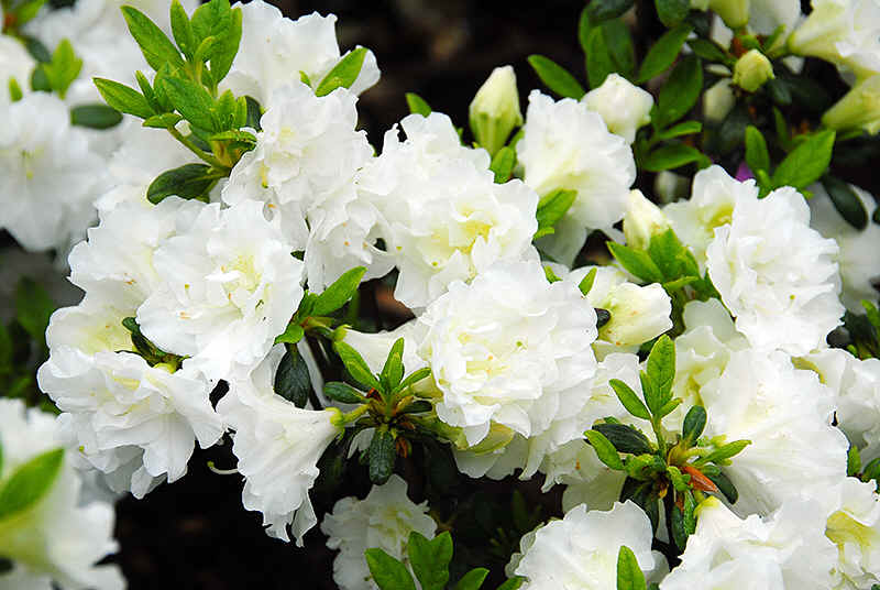 Het formulier conservatief wereld AZALEA - WHITE HINO | Johnsons Home & Garden