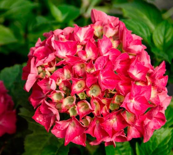 pink hydrangea live plants Near Me