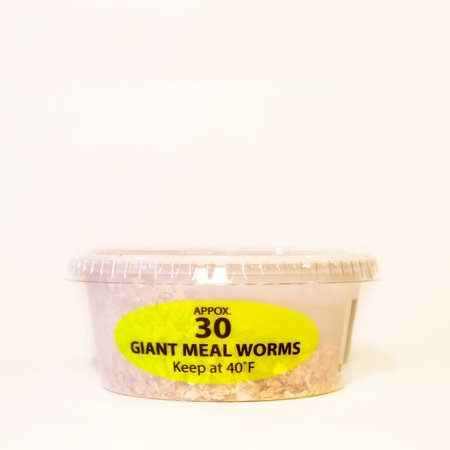Snake River Giant Meal Worms Live Fish Bait, 30 Count