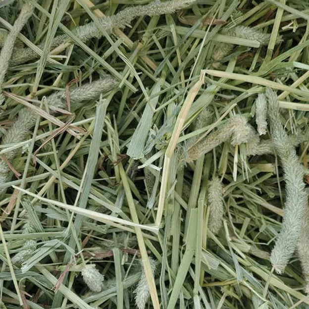 Premium Western Timothy Grass Small Animal Forage 9 lb