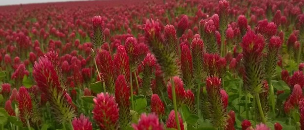 Crimson Clover Seed 2 lb