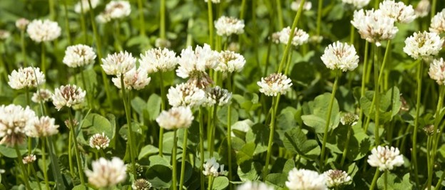 BAILEY SEED AND GRAIN New Zealand White Clover Seed 2 lb | Country Store