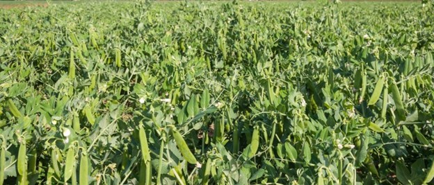 Austrian Winter Peas Seed 2 lb