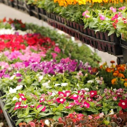 garden center, sunwest true value, flowers, herbs, vegetables, annuals, perennials, baskets, mulch, soil, fertilizer, garden center.