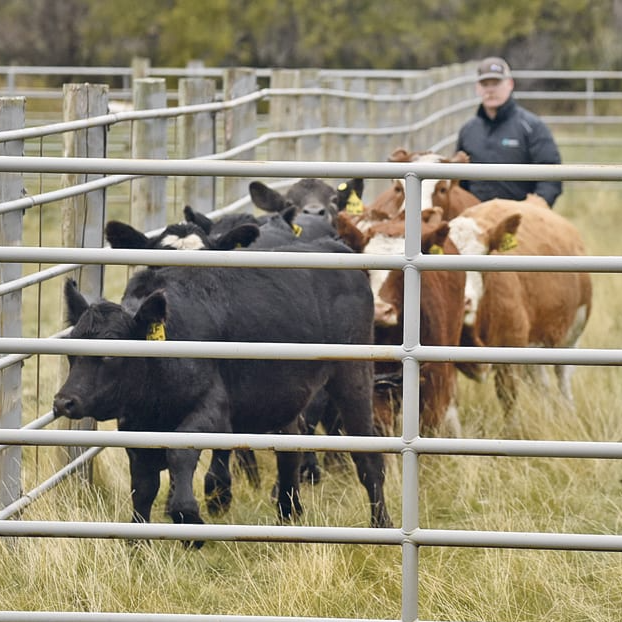 Livestock handling