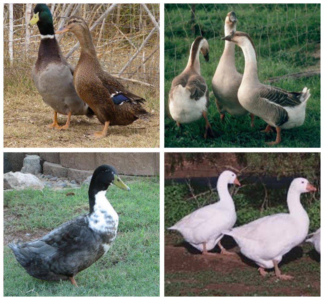 Looking for Ducks?? Call us! We will be ordering ducks in April!