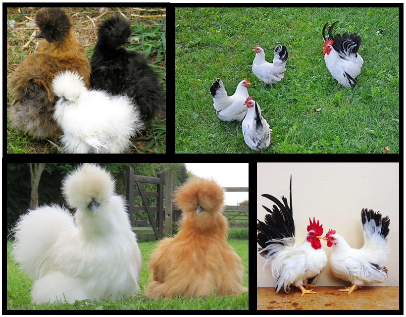 What Bantams do you want? Bantams will hatch in late April!