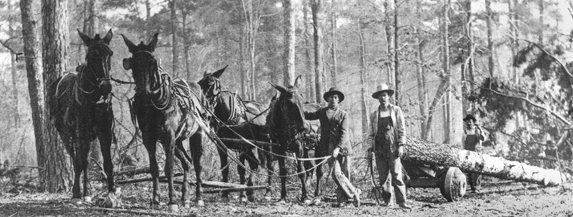 Horse team hauling logs, early Sutherlands lumber operation