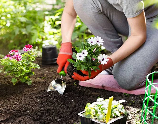 Planting flowers in a garden bed
