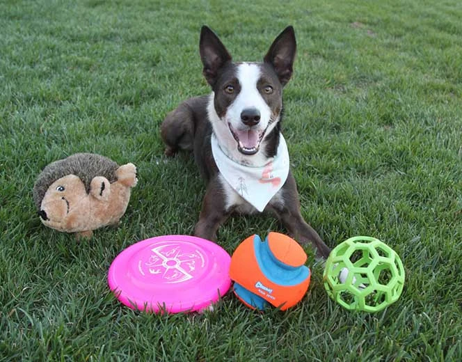 Dog on grass with toys