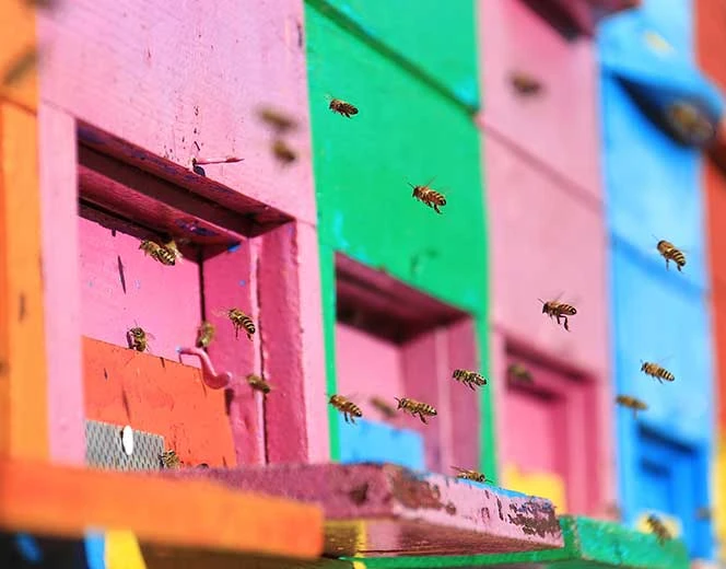 Bees around colorful hives