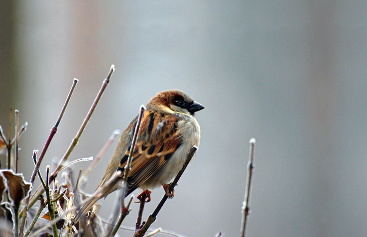 Sparrow perched on a bare branch in winter