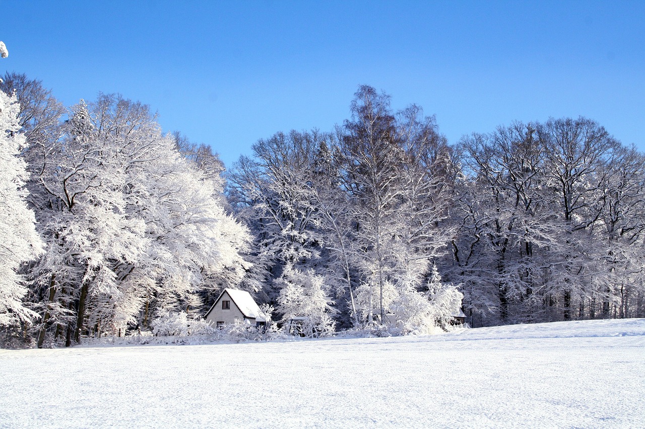 Snow-covered field and trees under a clear blue sky